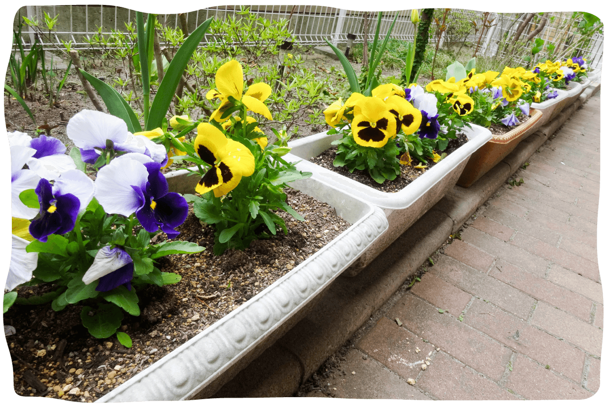 プランター写真